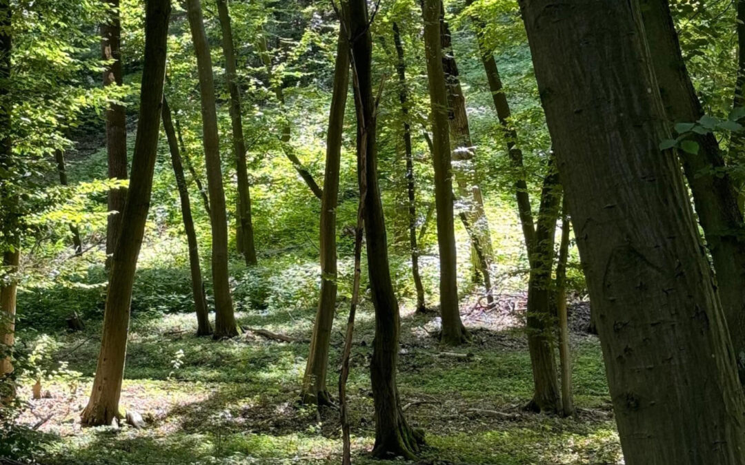 Durch die energetisierende und entspannende Progressive Muskelentspannung findest du neue Energie und Entspannung für deinen Körper und Geist.